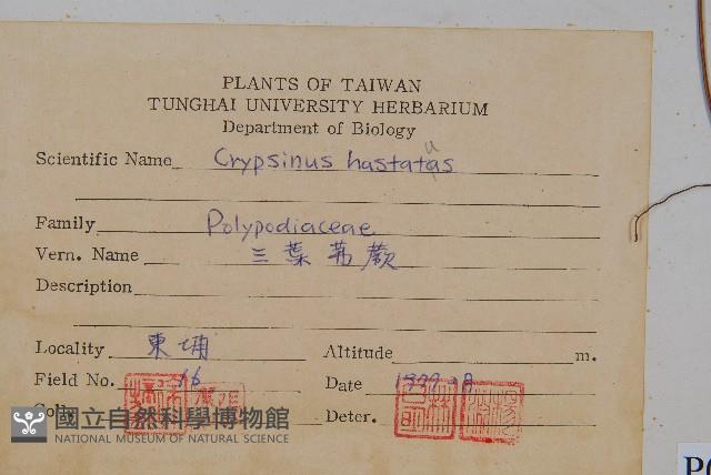 三葉茀蕨藏品圖，第2張