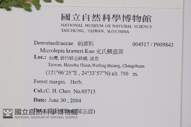 克氏鱗蓋蕨藏品圖，第2張