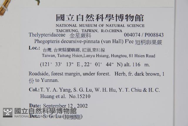 翅軸假金星蕨、短柄卵果蕨藏品圖，第2張
