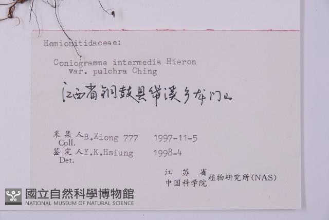 美羽鳳丫蕨藏品圖，第1張