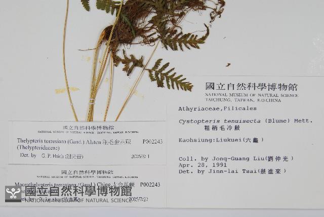 粗毛金星蕨藏品圖，第2張