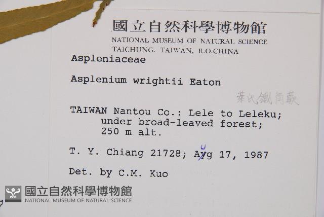 萊氏鐵角蕨藏品圖，第2張