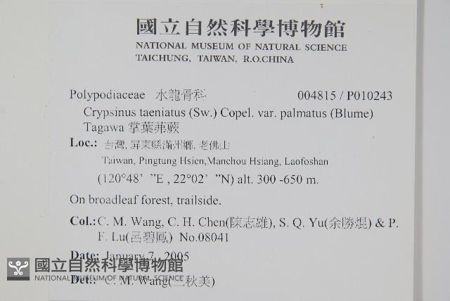 掌葉茀蕨藏品圖，第2張