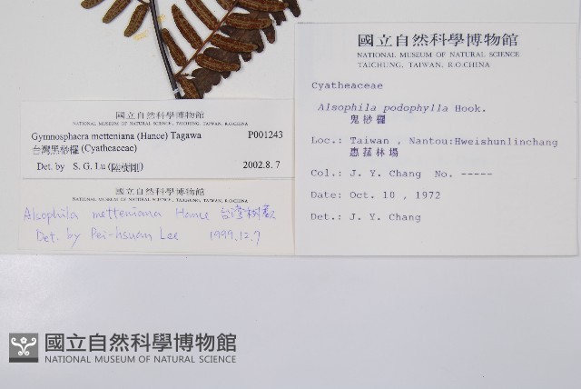 台灣黑桫欏藏品圖，第2張