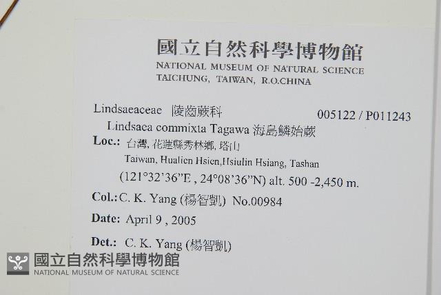 海島鱗始蕨藏品圖，第2張