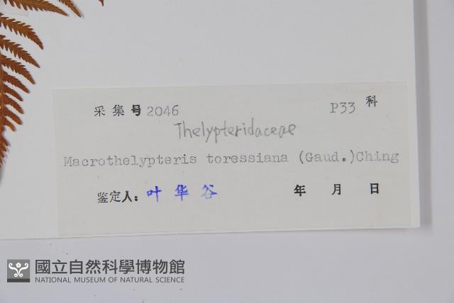 普通針毛蕨藏品圖，第2張