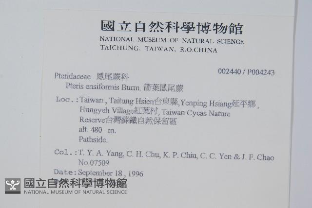 箭葉鳳尾蕨藏品圖，第2張