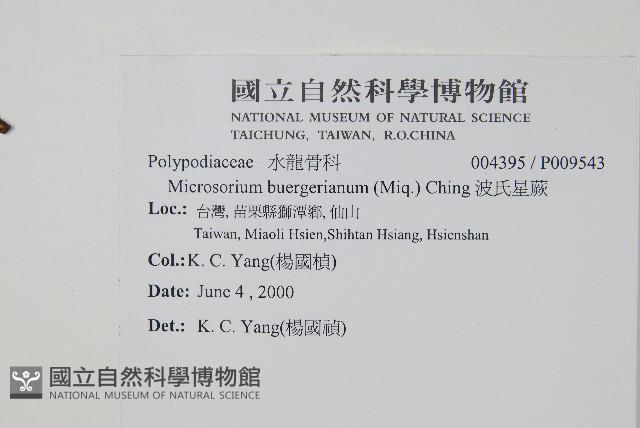 波氏星蕨藏品圖，第2張