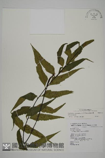 革葉鐵角蕨藏品圖，第1張