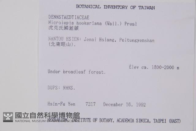 虎克氏鱗蓋蕨藏品圖，第2張