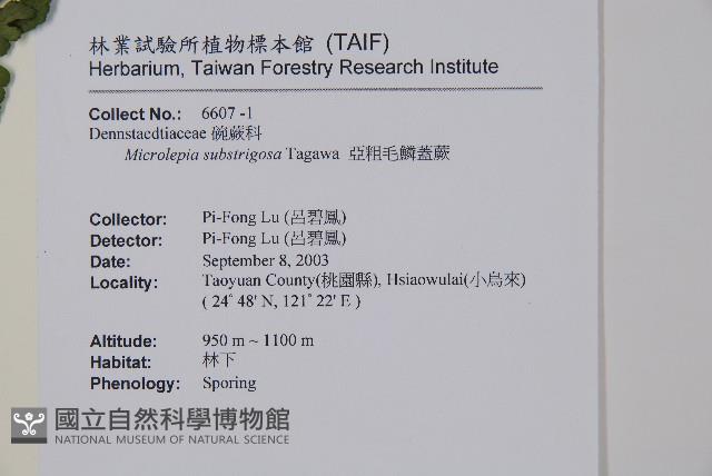 亞粗毛鱗蓋蕨藏品圖，第2張
