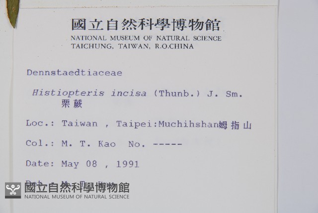 栗蕨藏品圖，第2張