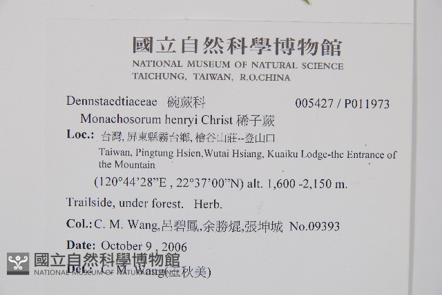 稀子蕨藏品圖，第2張