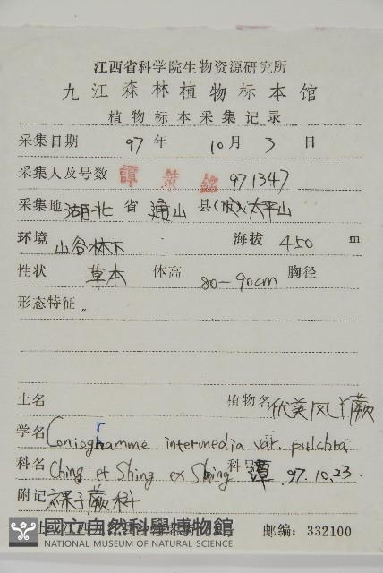 美羽鳳丫蕨藏品圖，第2張