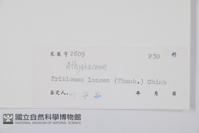 單葉雙蓋蕨藏品圖，第2張