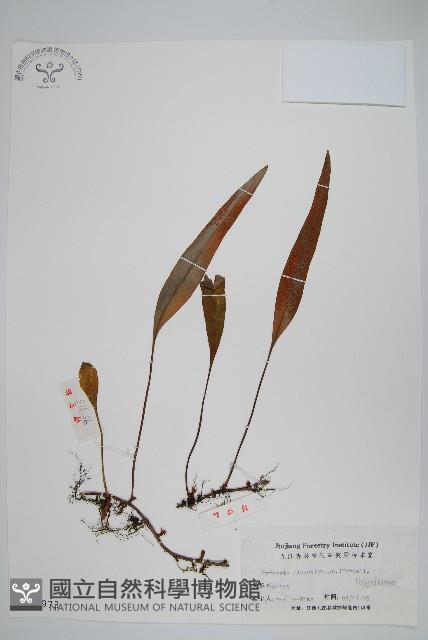 石葦藏品圖，第1張