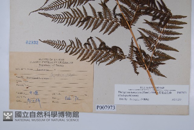 粗毛金星蕨藏品圖，第2張