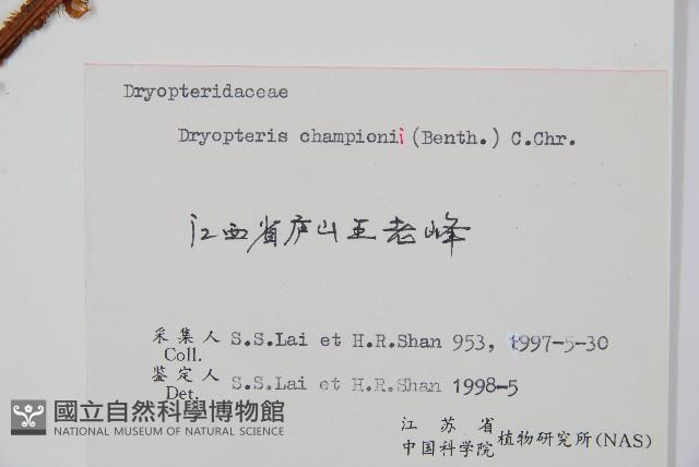 闊鱗鱗毛蕨藏品圖，第1張