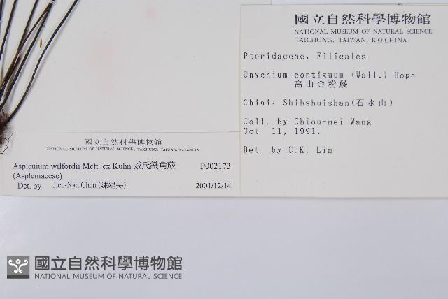 威氏鐵角蕨藏品圖，第2張