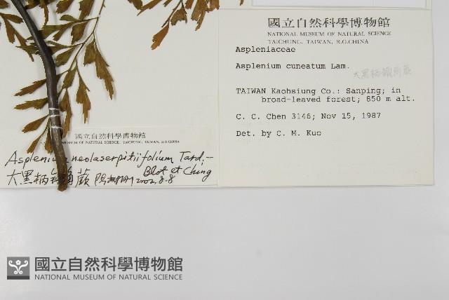 大黑柄鐵角蕨、黃鱗鐵角蕨、大羽鐵角蕨藏品圖，第2張