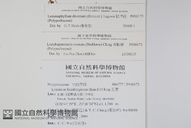 骨牌蕨藏品圖，第2張