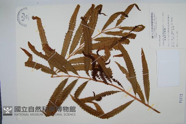 粗齒革葉紫萁藏品圖，第1張