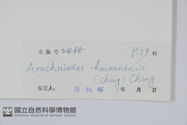 海南複葉耳蕨藏品圖，第2張
