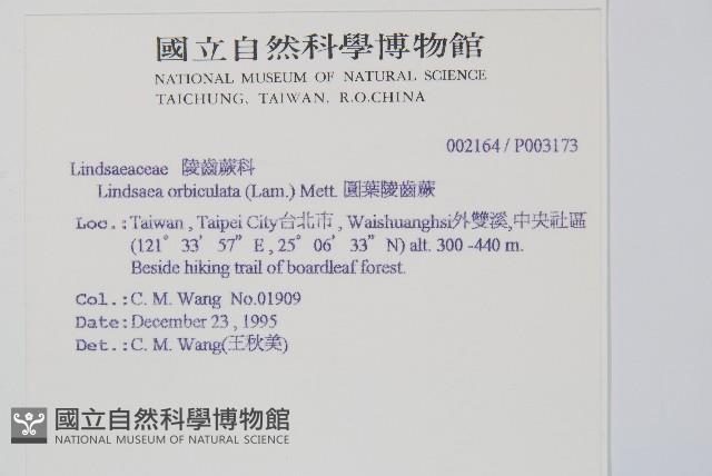 圓葉陵齒蕨藏品圖，第2張