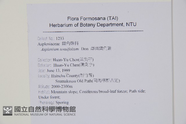 薄葉鐵角蕨藏品圖，第2張