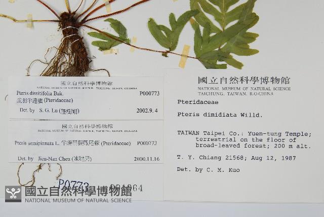 疏羽半邊旗藏品圖，第2張