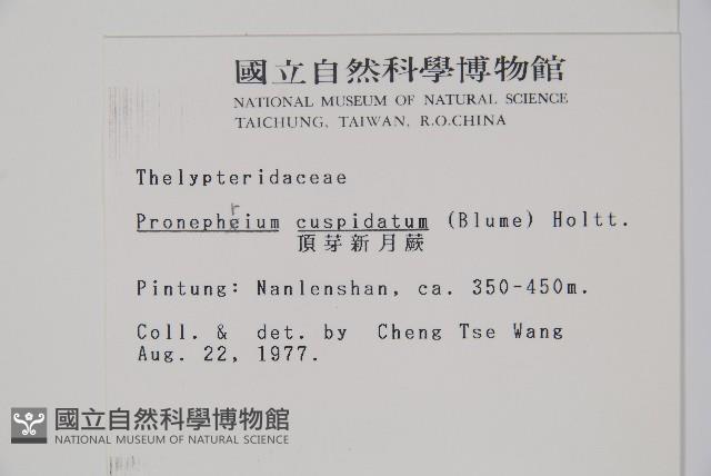 頂芽新月蕨藏品圖，第2張