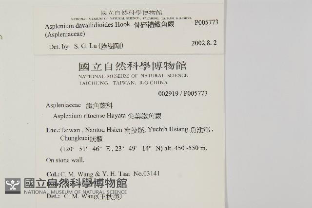 骨碎補鐵角蕨藏品圖，第2張