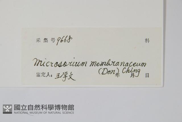 膜葉星蕨藏品圖，第2張