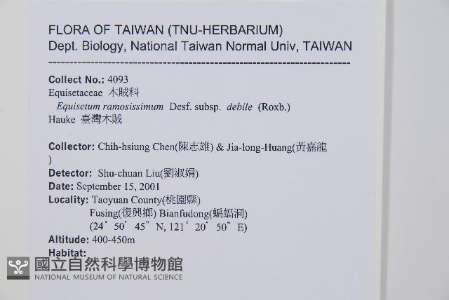 臺灣木賊藏品圖，第2張