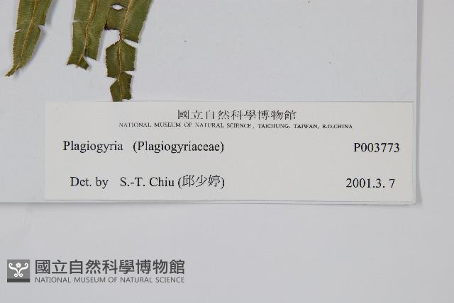 登錄號:P003773藏品圖，第2張