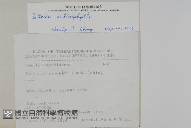 三叉蕨藏品圖，第2張