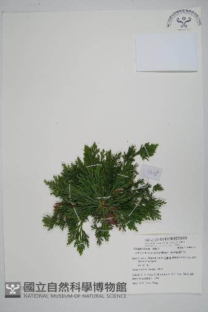 萬年松藏品圖，第1張