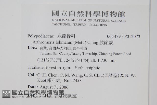 肢節蕨藏品圖，第2張