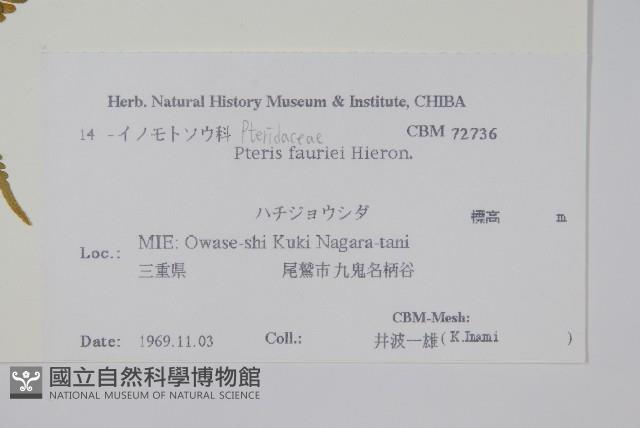 傅氏鳳尾蕨藏品圖，第2張