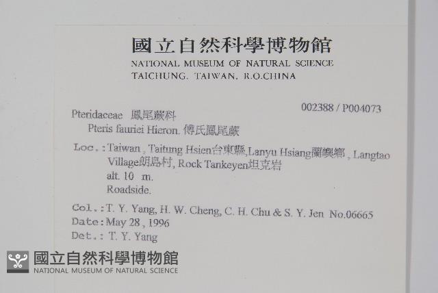 傅氏鳳尾蕨藏品圖，第2張