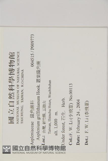 叢葉鐵角蕨藏品圖，第2張