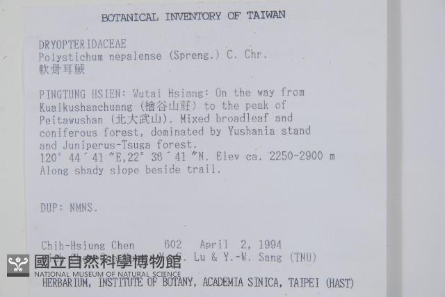 軟骨耳蕨藏品圖，第2張