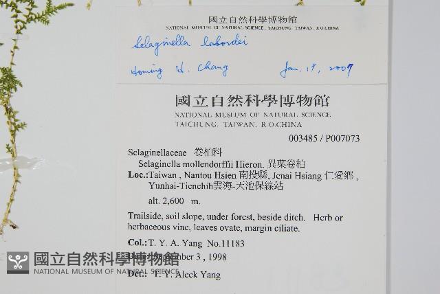 玉山卷柏藏品圖，第2張