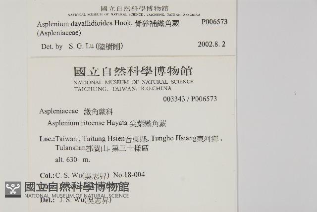 骨碎補鐵角蕨藏品圖，第2張