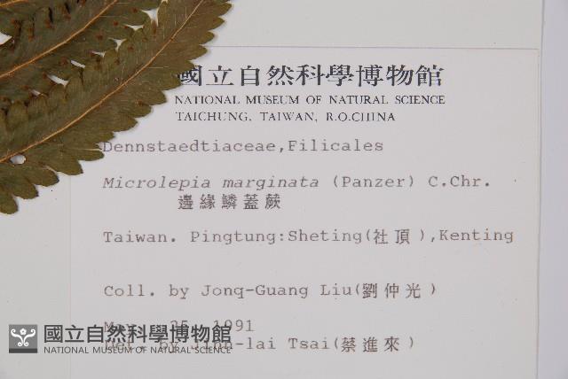 邊緣鱗蓋蕨藏品圖，第2張