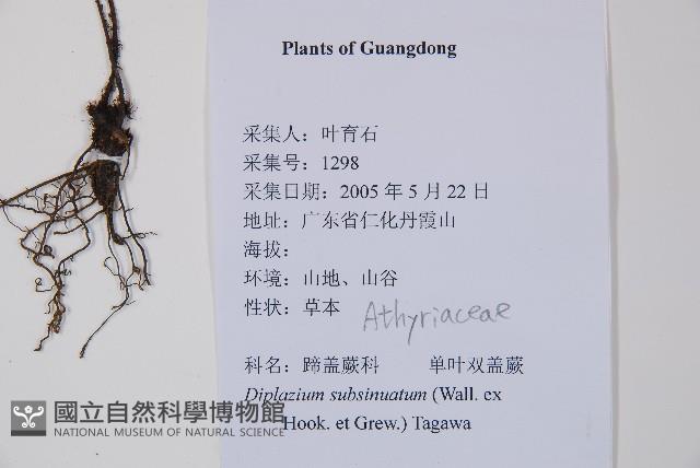 單葉雙蓋蕨藏品圖，第2張