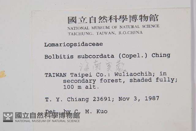 海南實蕨藏品圖，第2張