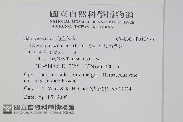 小葉海金沙藏品圖，第2張