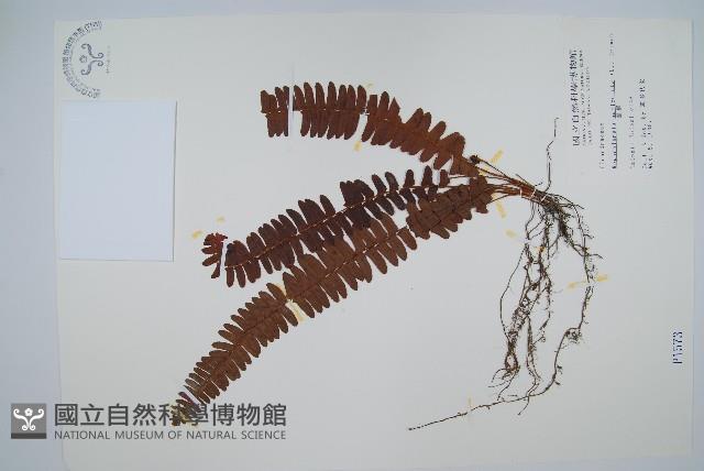 腎蕨藏品圖，第1張