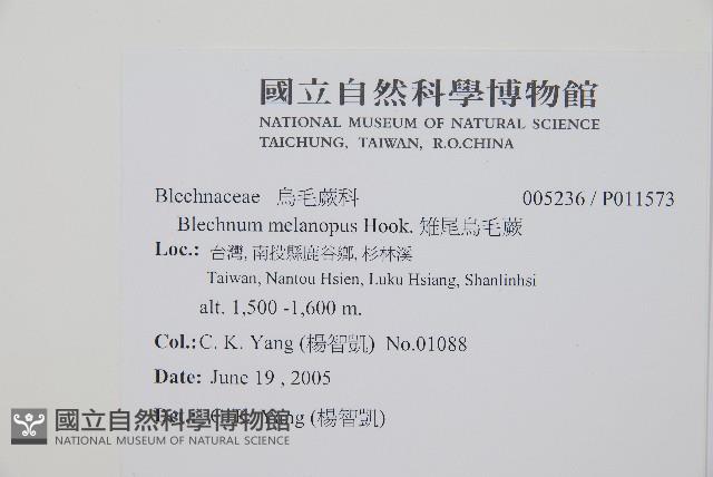 雉尾烏毛蕨藏品圖，第2張